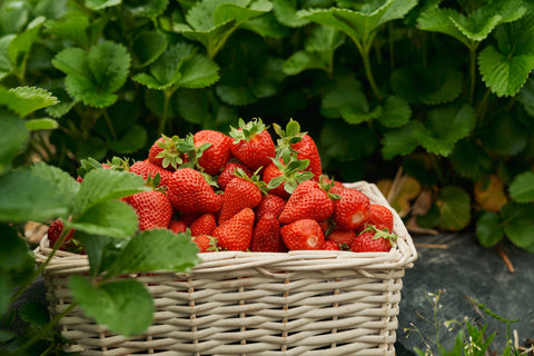 Strawberry Fruit