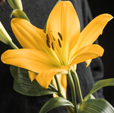 top 10 lily flower plants in India