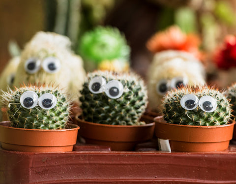 woman-holding-box-with-small-cacti-with-eyes_480x480.jpg