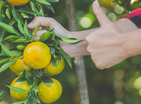 Fruit Plant Pruning