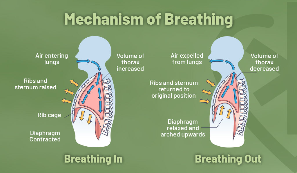 Drawing showing the circulation of air, chest expansion/contraction and diaphragm movement during breathing in and out, respectively