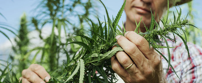 CBD hemp farmer handling plant