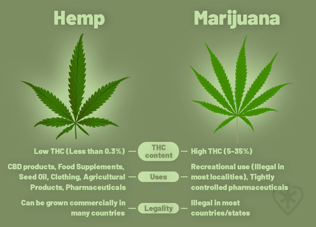 The Only Guide to Cbd Vs Cbn: What's The Difference?