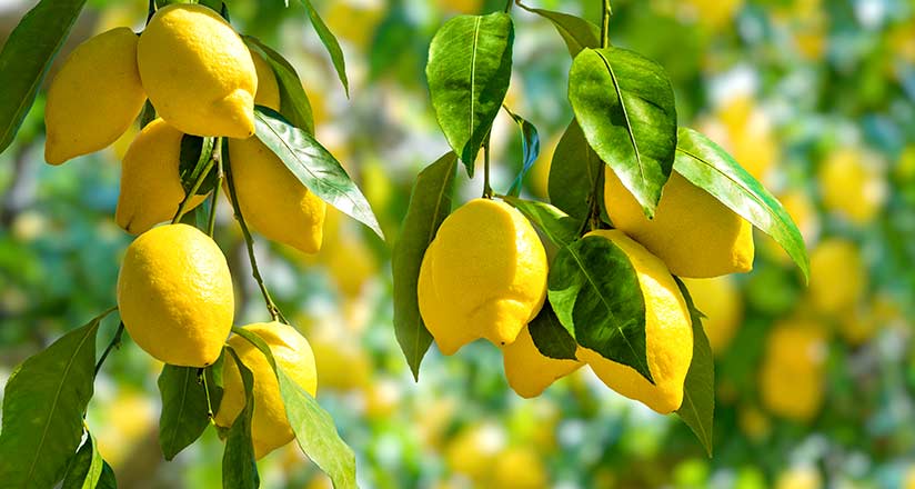 Natural lemon Flavouring