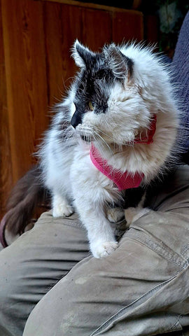 Our pretty cat Miss Lemon recuperating outside on the lead - Parade Handmade