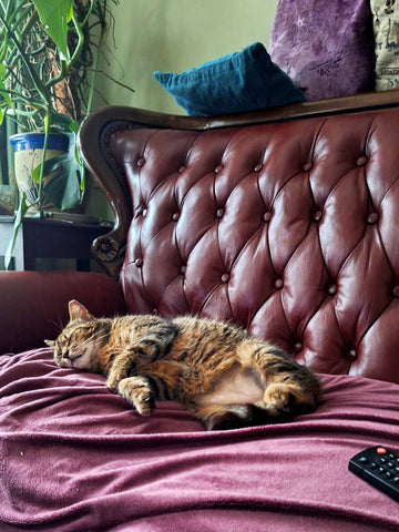 A recent image of Tabby snoozing on the couch - Parade Handmade