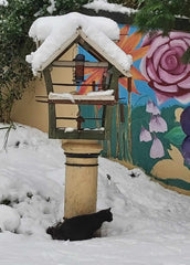 Ferral Black Kitten In First Snow - So Vulnerable - Parade Handmade