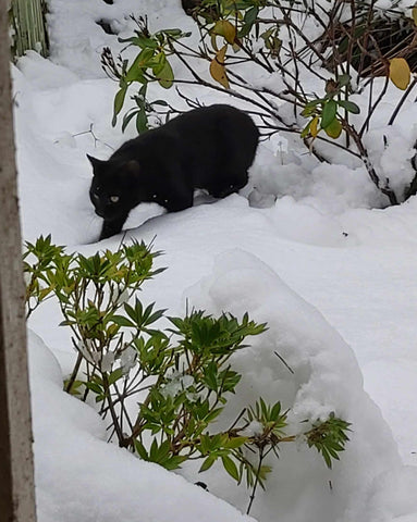 Black Kitten In First Snow Ever - So Vulnerable and Beautiful - Parade Handmade