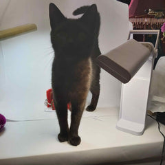 Little Black Cat Silhouette Photograph - Parade Handmade
