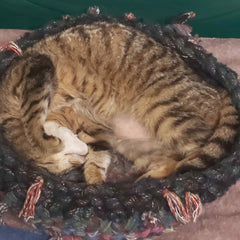 Cute Tabby Cat Asleep In Basket - Parade Handmade