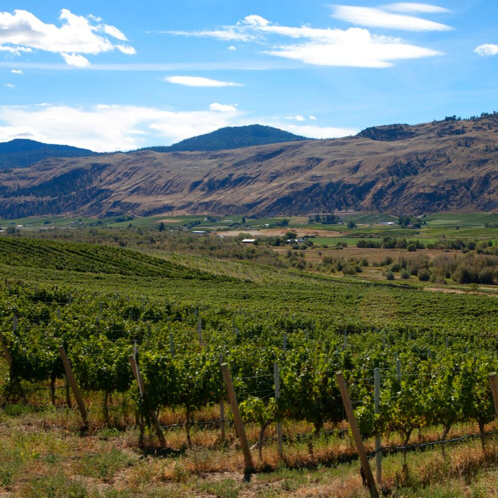 Ferreira Vineyard - Okanagan Valley