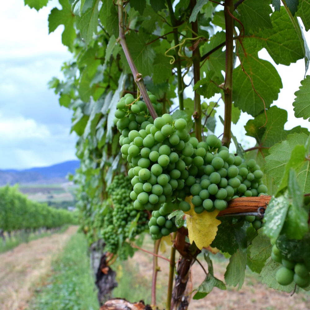 Summer Breeze Vineyard - Okanagan Valley