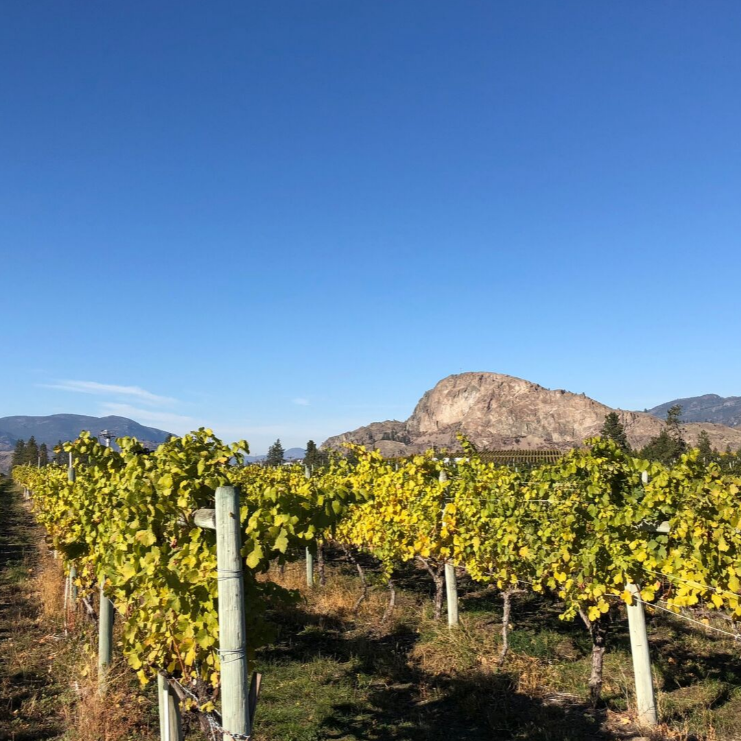 Okanagan Falls Vineyard  - Rust Wine Co. 