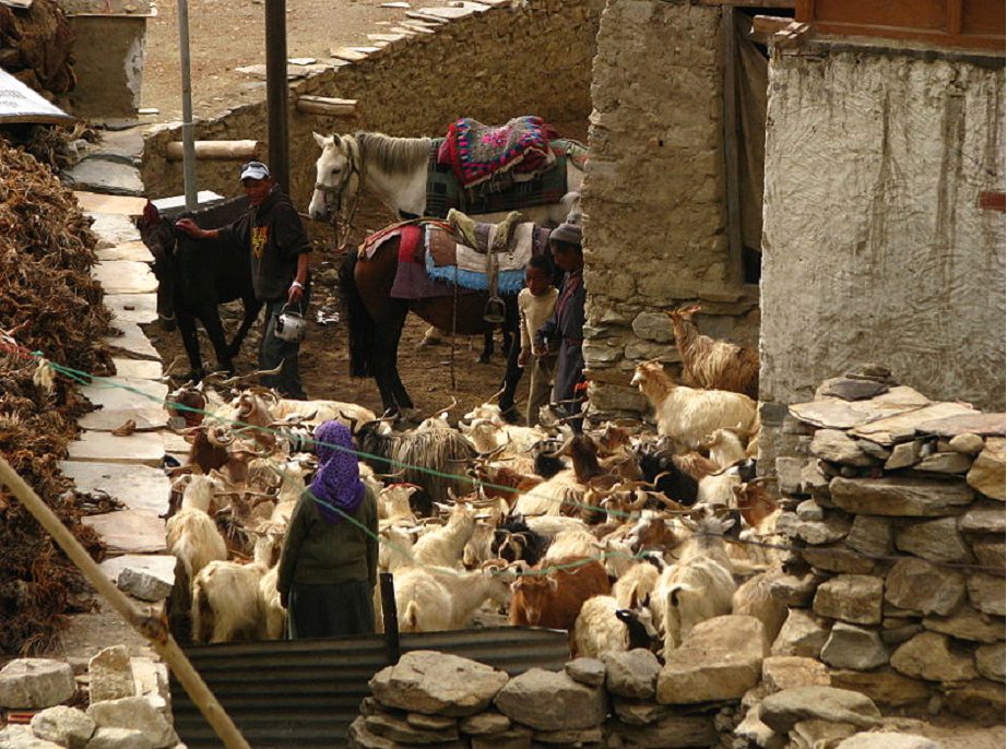 Image: Changpa pastoral family with their herd of goats and horses in Korzok