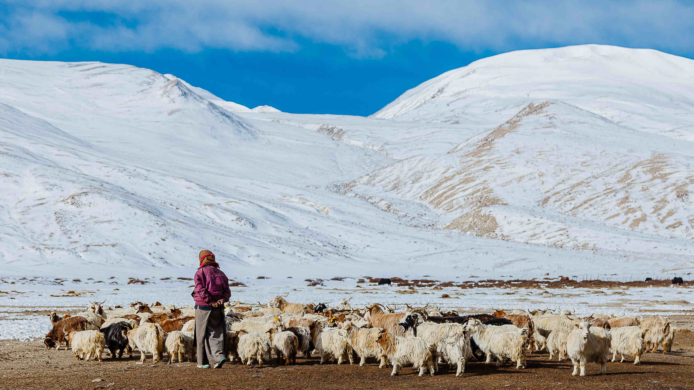 Pashmina Goats and their herders