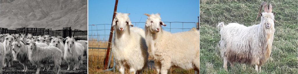Image: Cashmere goats from (L – R) Mongolia, Australia and Ladakh, India