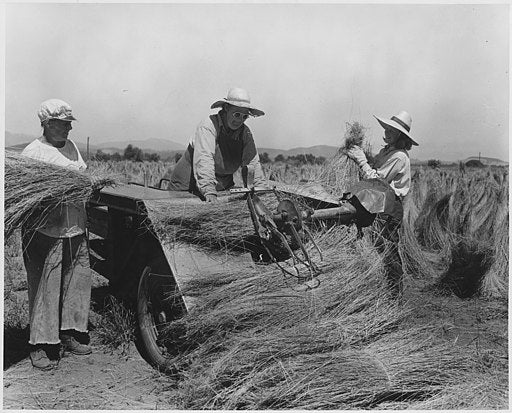 Three women place dry flax straw into a machine which binds it into bundles for convenient handling