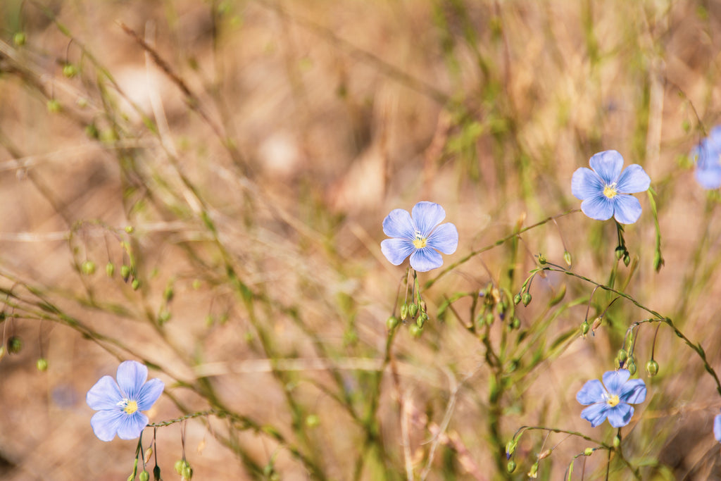 Photograph of blue flax flowers