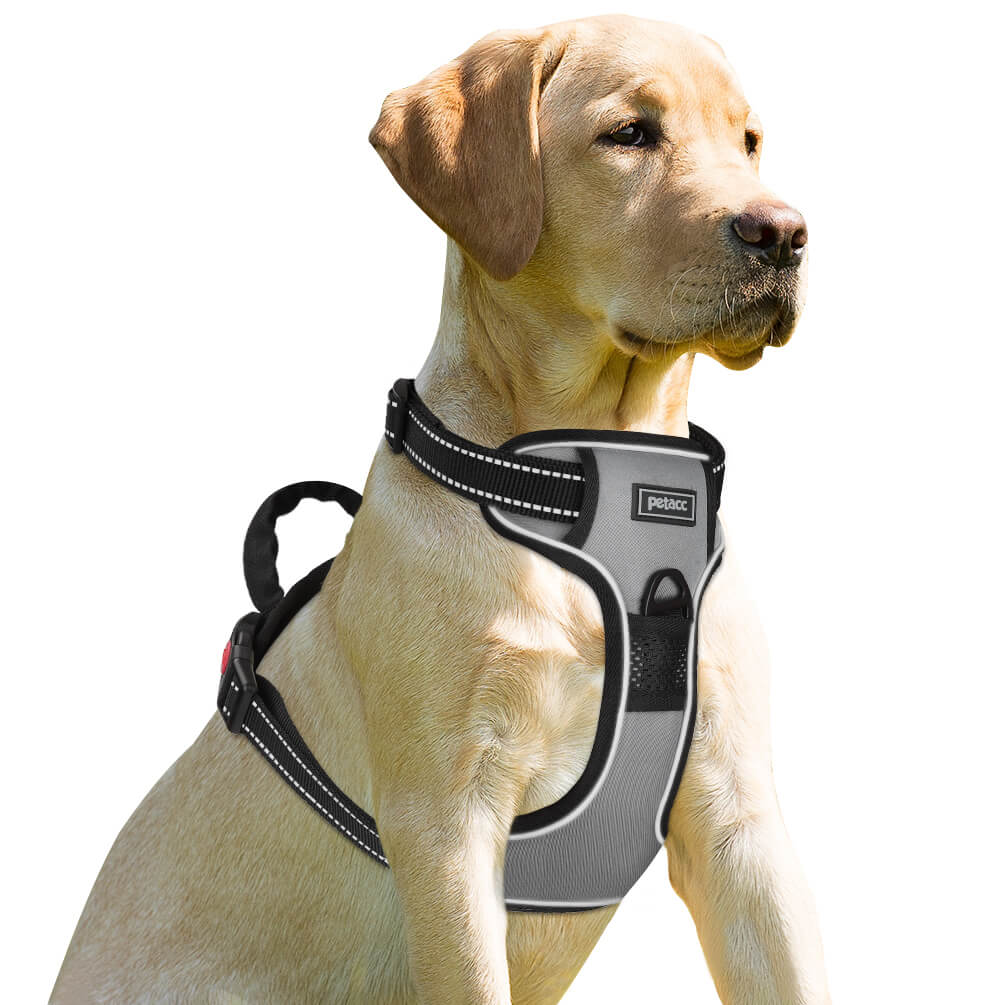 dog harness with chest ring