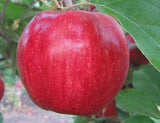 Apples- Red Delicious — Sun Orchard Apples