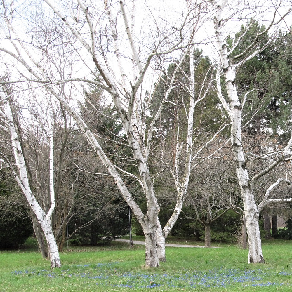 paper birch trees in winter