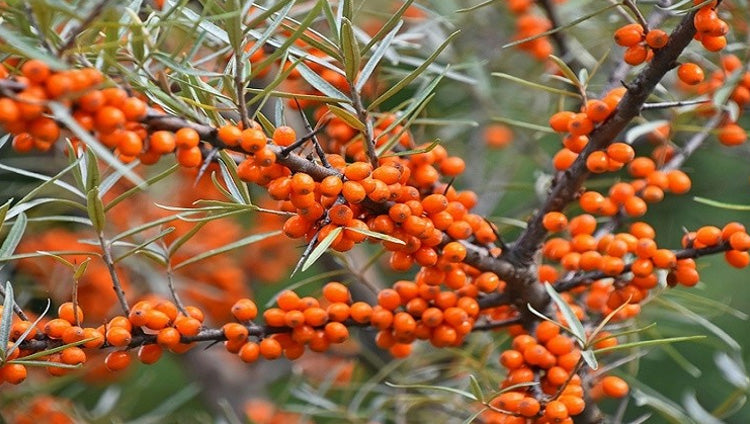 Sea Buckthorn | BONIIK Best Korean Beauty Skincare Makeup in Australia