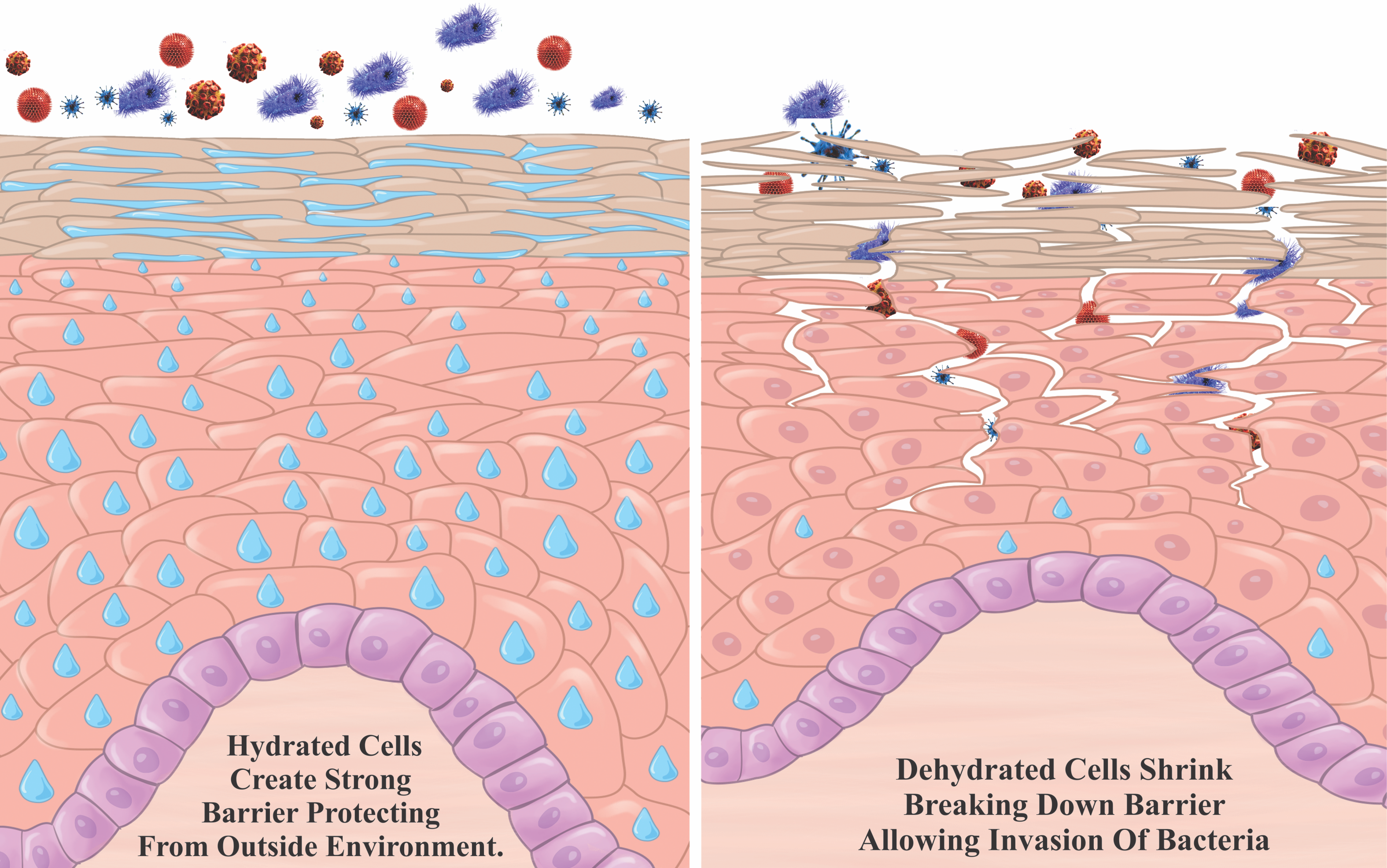 Illustration showing the difference between hydrated and dehydrated cells