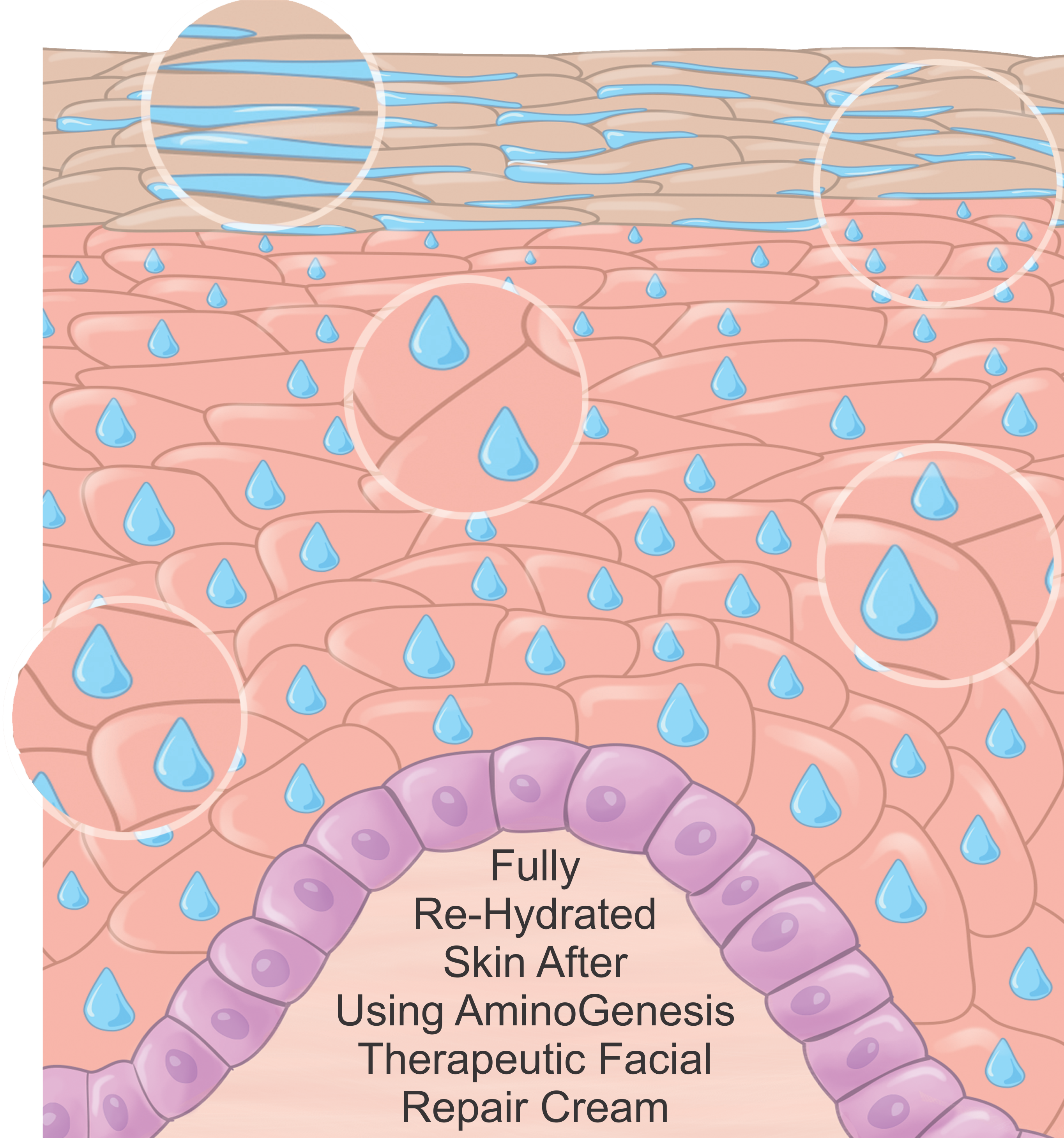 Illustration showing hydrated cells after using AminoGenesis Therapeutic Facial Repair Moisturizer