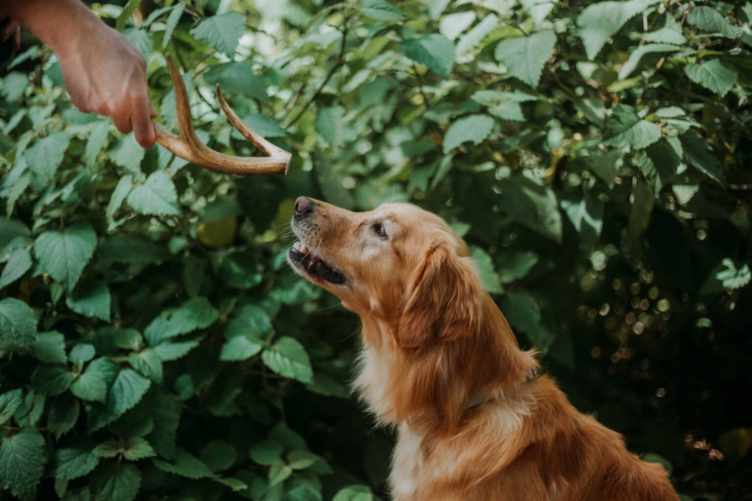 Are Deer Antlers Safe For Dogs Teeth
