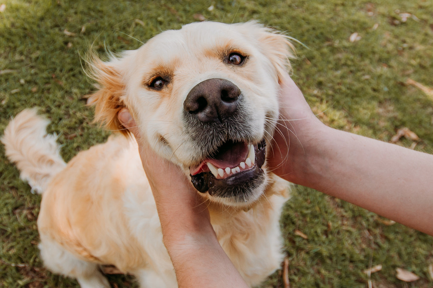 at what age does a puppy lose its canine teeth