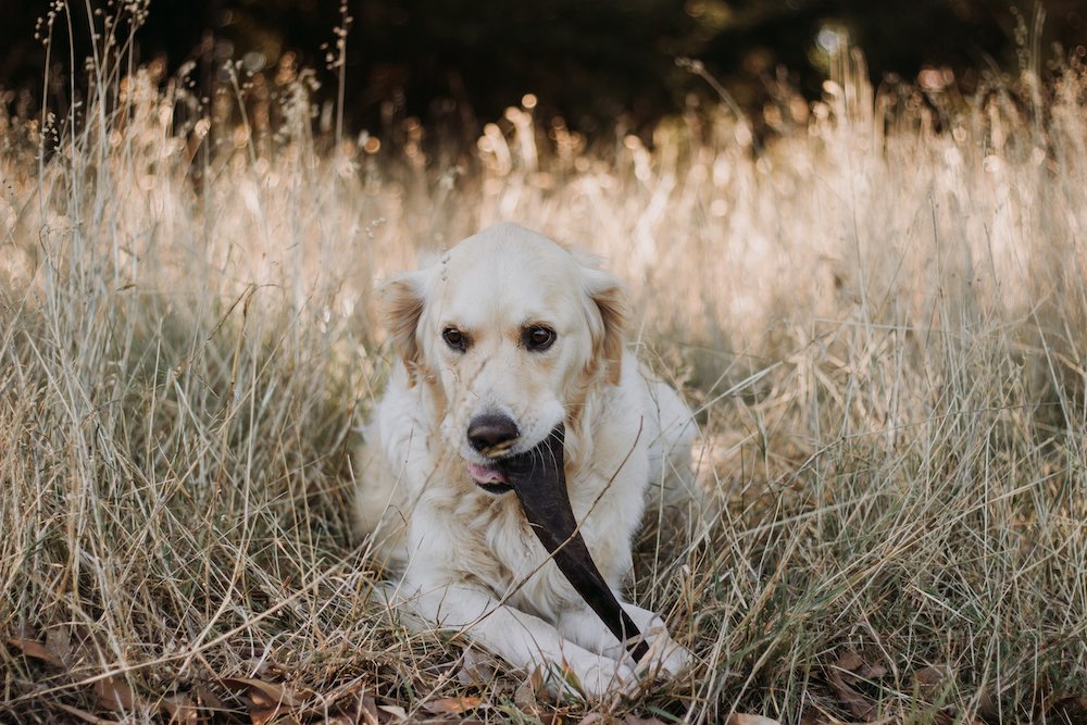 Bully Sticks And Goat Horns