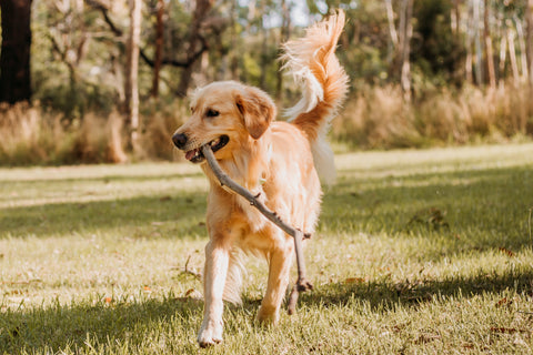 tail position