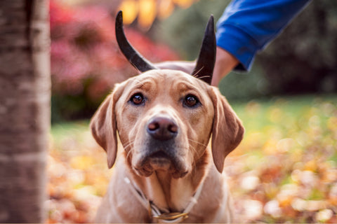 Common causes of dog itchy ears