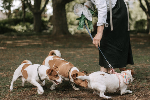 Deciphering doggy body language