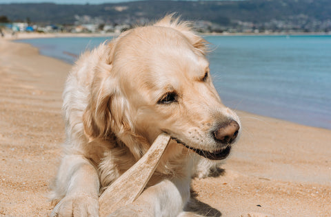 Dog beach travel