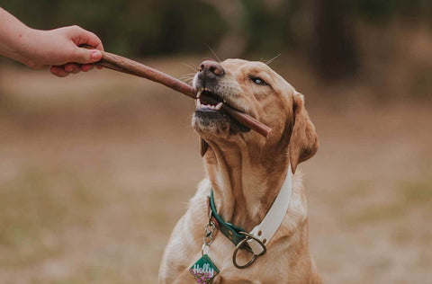 Dog treats for joint-health