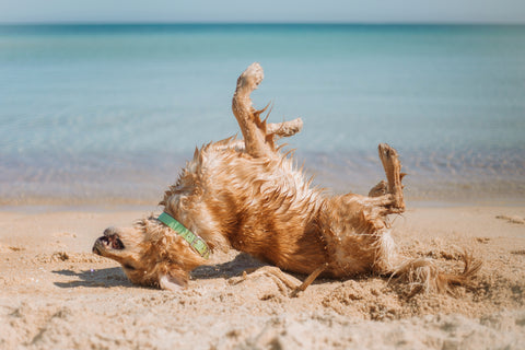 Dogs in pools vs the beach