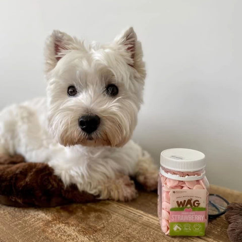 Grab your pack of WAG’s yoghurt drops
