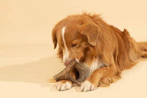 Improving your dog's oral health at home