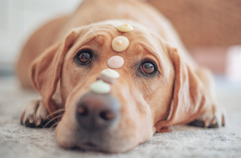 DIY Busy Box Enrichment Toy for Your Bored Dog - Wear Wag Repeat