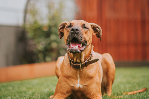 Maintaining a canine-friendly pool at home