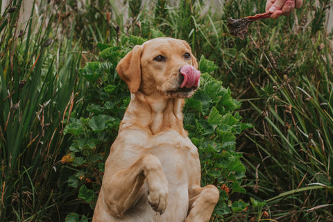 Tasting and sensory exploration for dogs