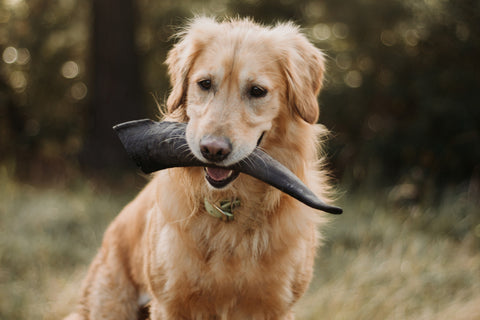 benefits of dog treats