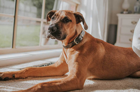 Dog Being Anxious for rain