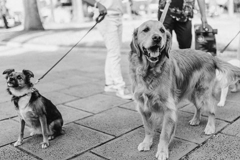 Treat time WAG's way of winning friends