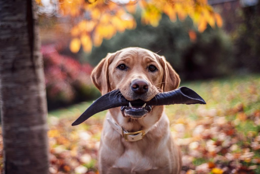 Goat Horns - Treat Box