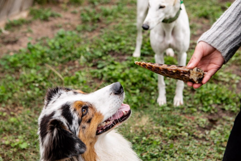 Protein For Your Doggo