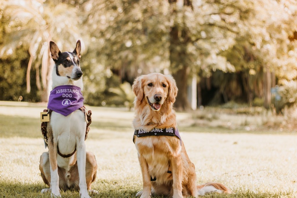 Assistance Dogs 