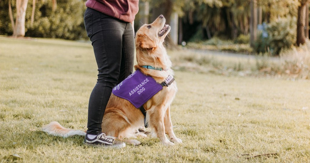 Assistance Dogs 