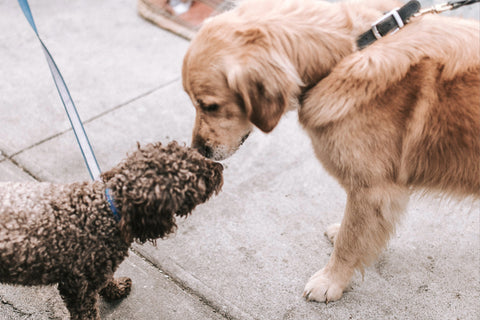 canine communication system with dogs